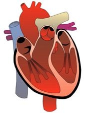 Imagine Tratament pentru afectiuni cardiace