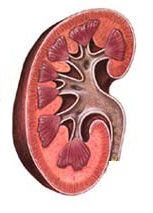Imagine Inflamatii ale rinichilor si cailor urinare