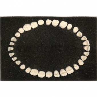 Imagine 32 Dinti Pentru Modele Frasaco- Stomatologie